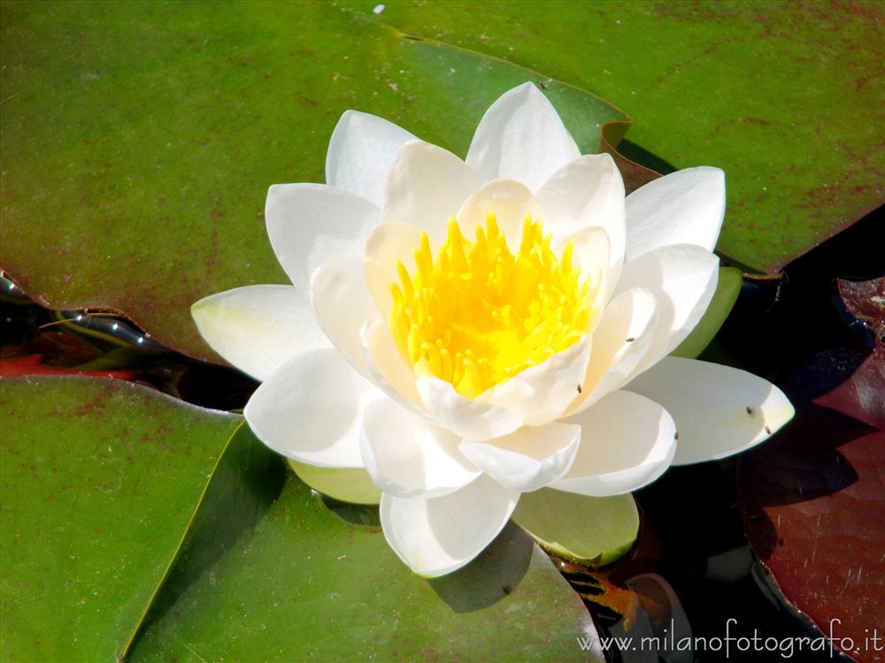 Pallanza fraction of Verbano-Cusio-Ossola (Verbano-Cusio-Ossola) - White water lily flower in the park of Villa Taranto